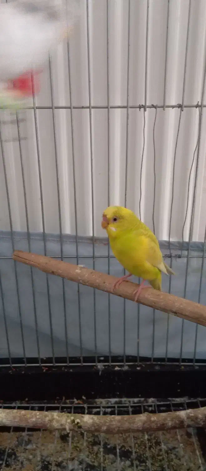 مرغ عشق|پرنده|اراک, |دیوار