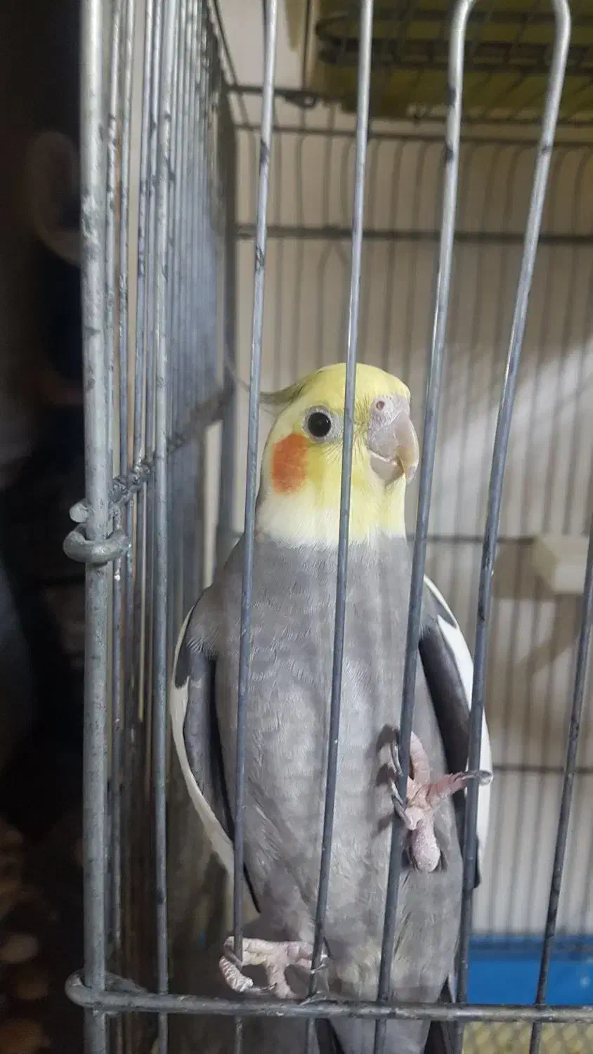 عروس هلندی|پرنده|پاکدشت, حصار امیر|دیوار