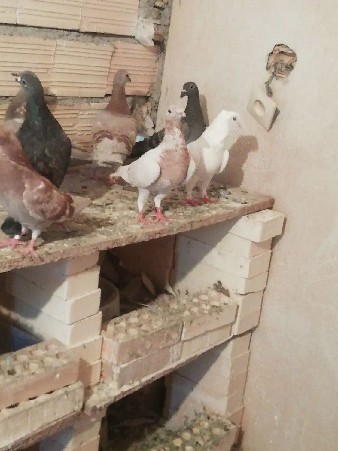 کبوتر|پرنده|شوشتر, |دیوار