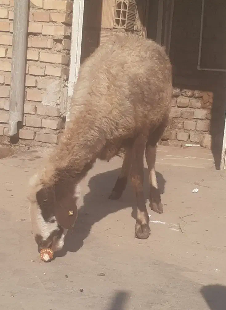 بره گوسپند|حیوانات مزرعه|مینودشت, |دیوار