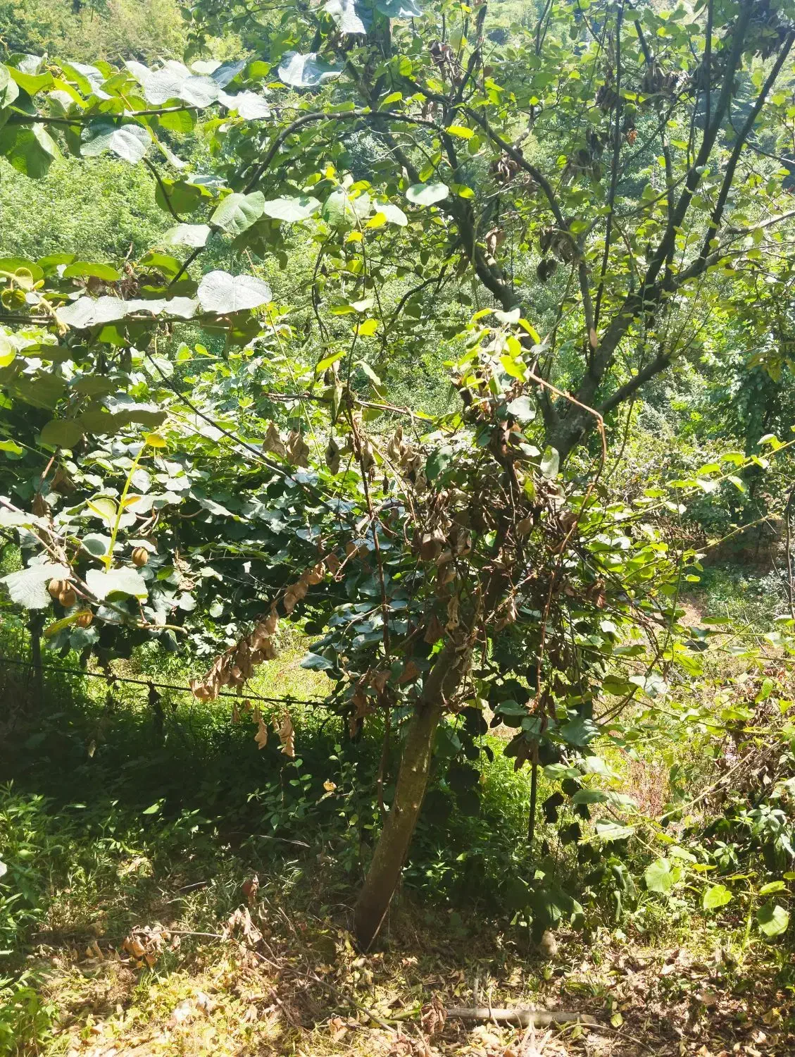 باغ کیوی با ۷۰ درخت ۵ساله|فروش زمین و ملک کلنگی|چوبر, |دیوار