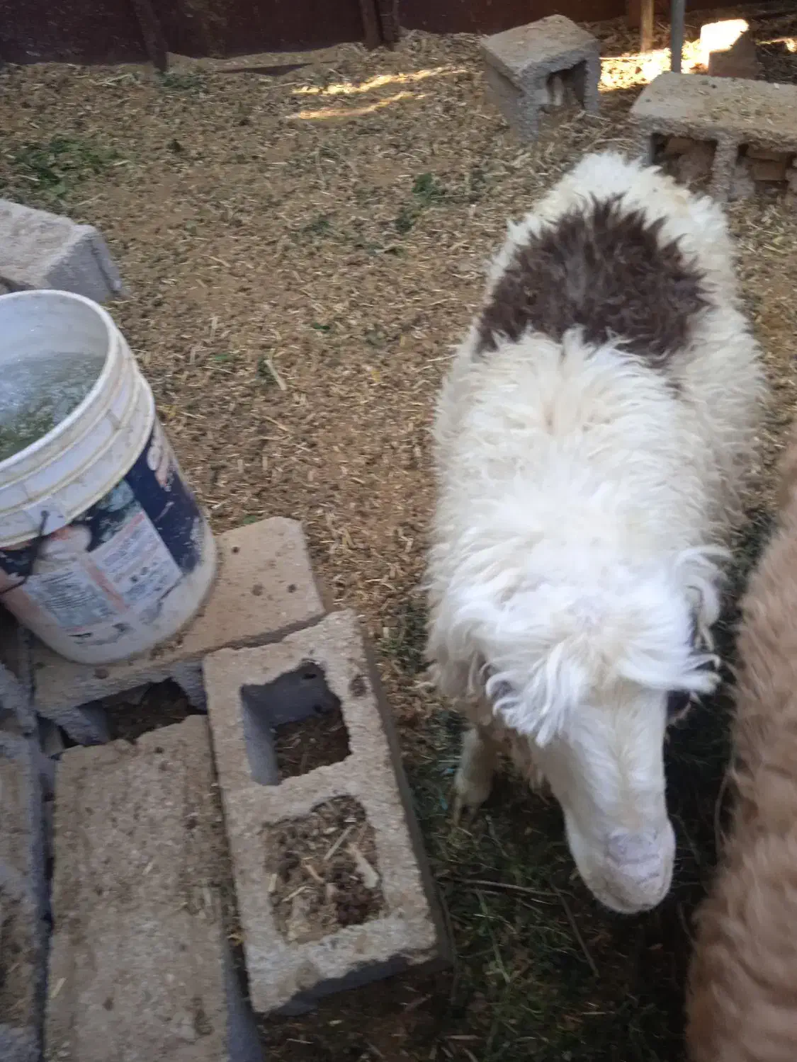 فروش بره نر نژاد شیرازی سر حال و درجه یک|حیوانات مزرعه|نیریز, |دیوار