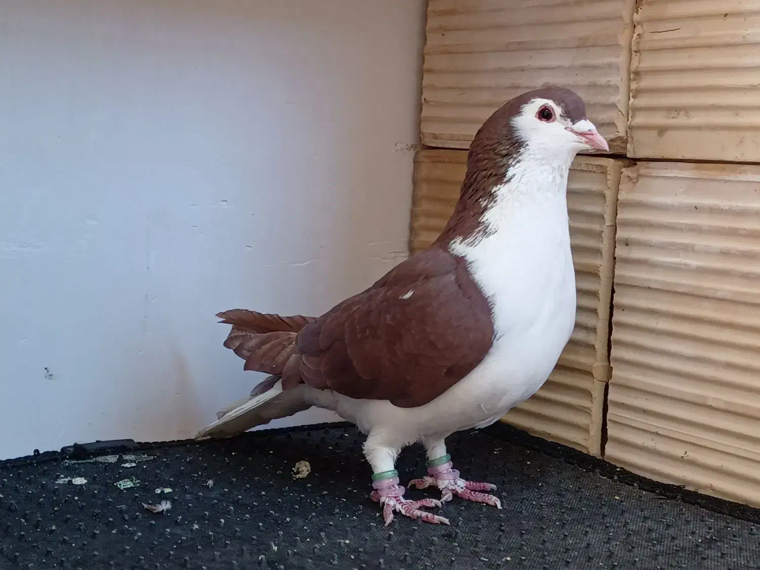 ساده سرخ نر|حیوانات|شیروان (خراسان), |دیوار