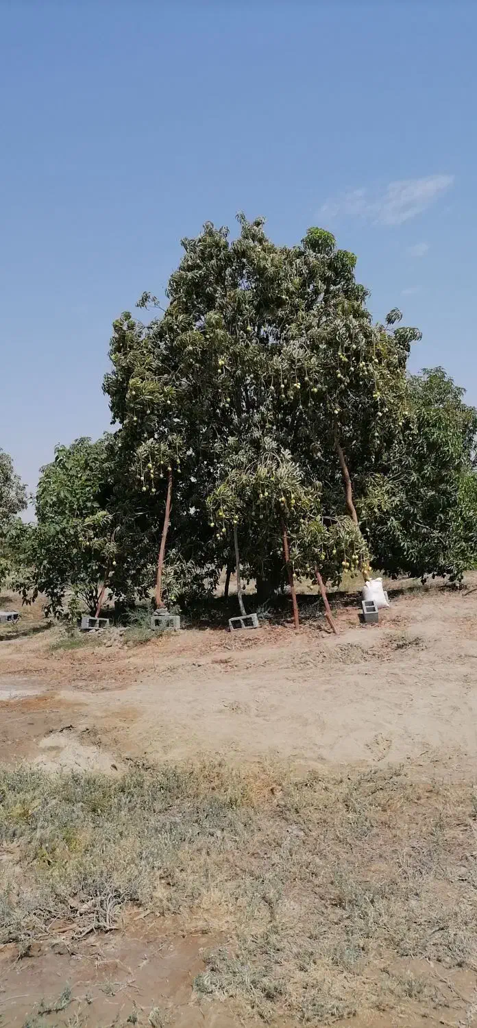 باغ ۲۰ هکتاری سندتکبرگ پروانه چاه ششدانگ|فروش دفتر صنعتی، کشاورزی، تجاری|میناب, |دیوار