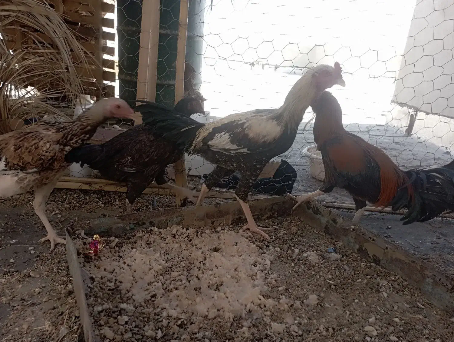 تعدادی مرغ خروس به قیمت مناسب|حیوانات مزرعه|سراوان, |دیوار