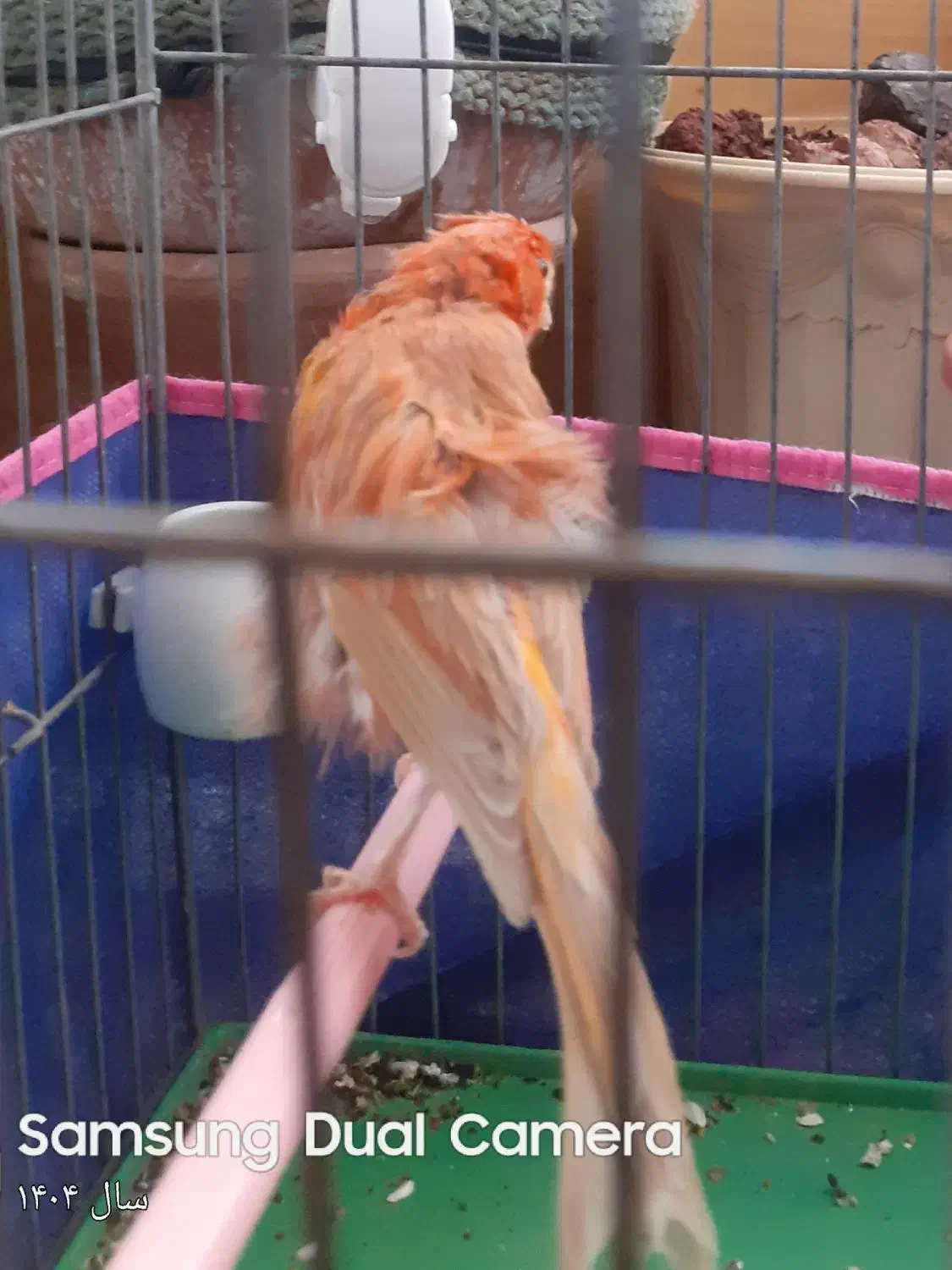 قناری و سقا|پرنده|کرمان, |دیوار