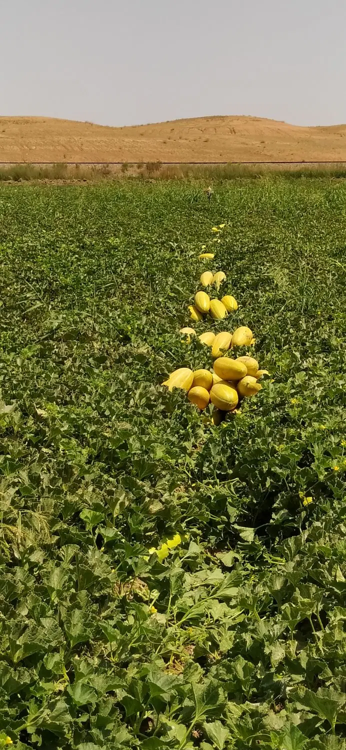 خربزه|خوردنی و آشامیدنی|زنجانرود, |دیوار