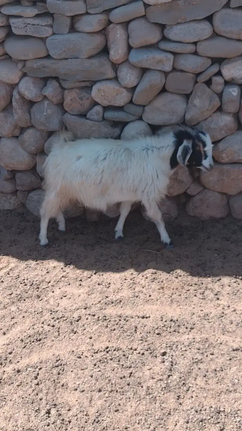 کهره چاق ، بز کهره دار|حیوانات مزرعه|نیریز, |دیوار