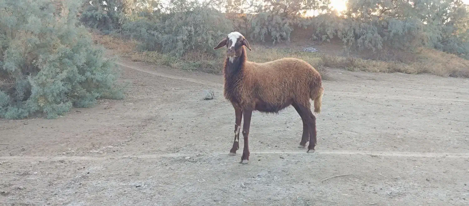 توقلی ماده|حیوانات مزرعه|انبارآلوم, |دیوار