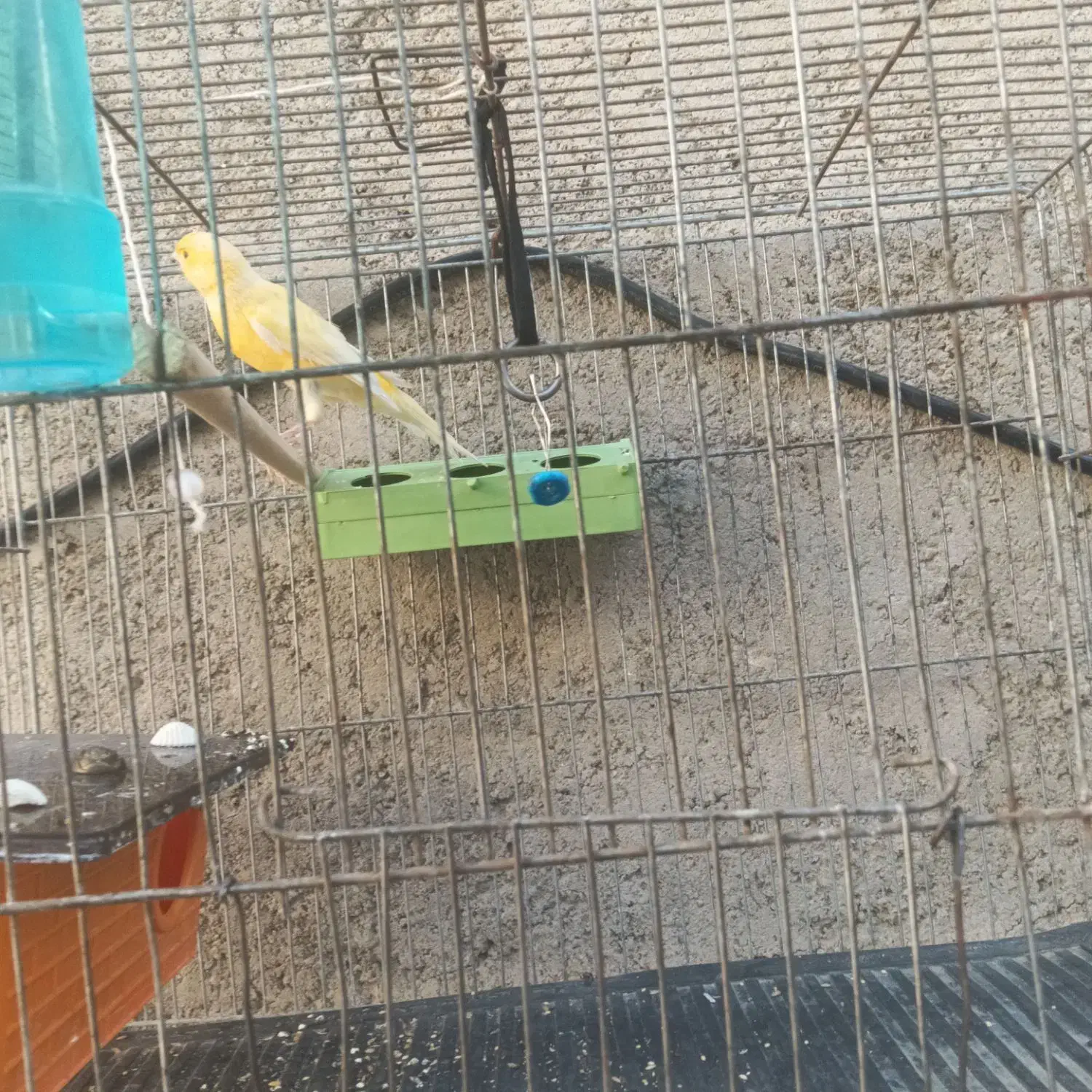 قناری ناز و مست مست|پرنده|زاینده رود, |دیوار