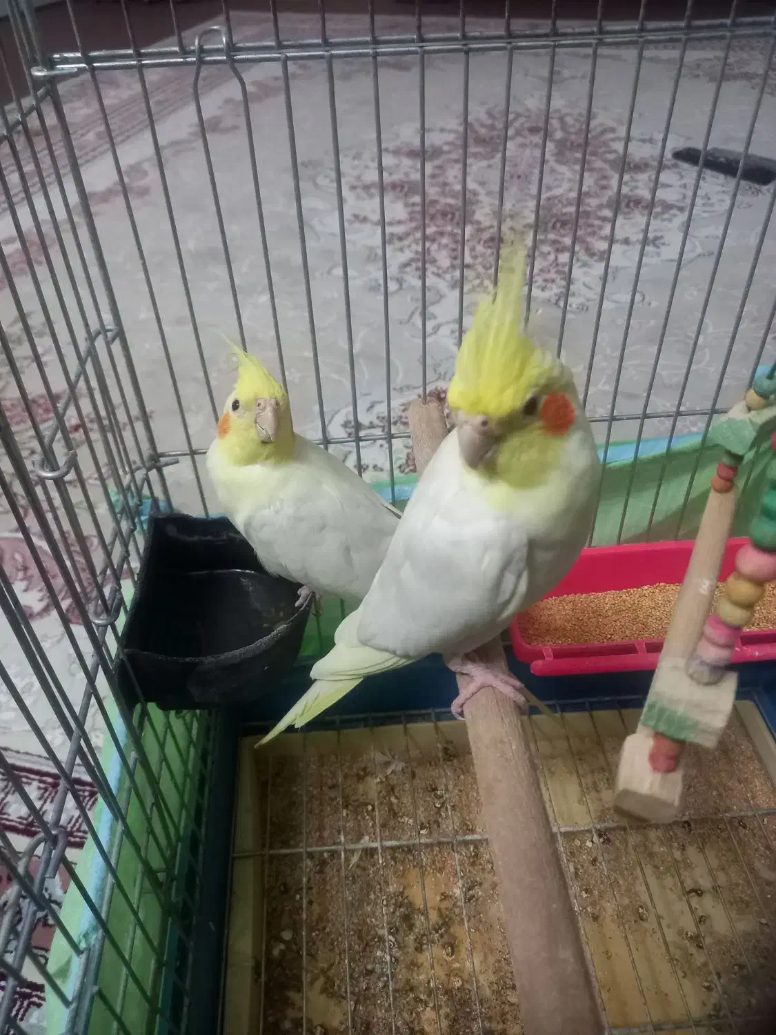 دو تا عروس هلندی یکیش دستی|پرنده|تاکستان, |دیوار