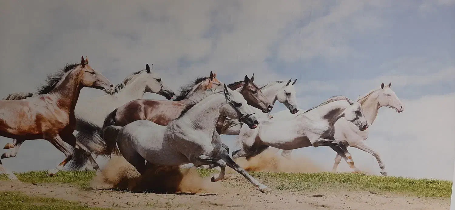 نصب کاغذ دیواری و نقاشی ساختمان|خدمات پیشه و مهارت|رودهن, |دیوار