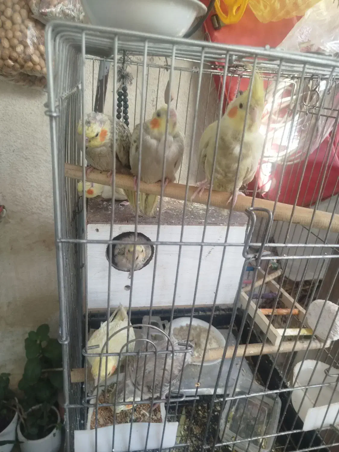 عروس هلندی|پرنده|رباط‌کریم, مسکن مهر آبشناسان|دیوار