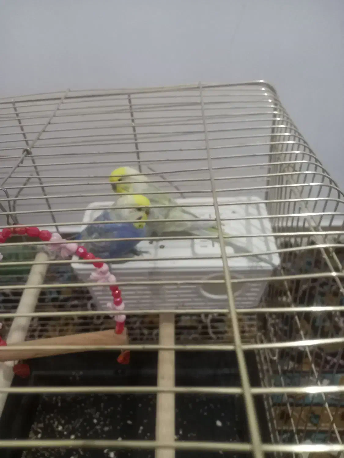 دوعدد مرغ عشق|پرنده|مریوان, |دیوار