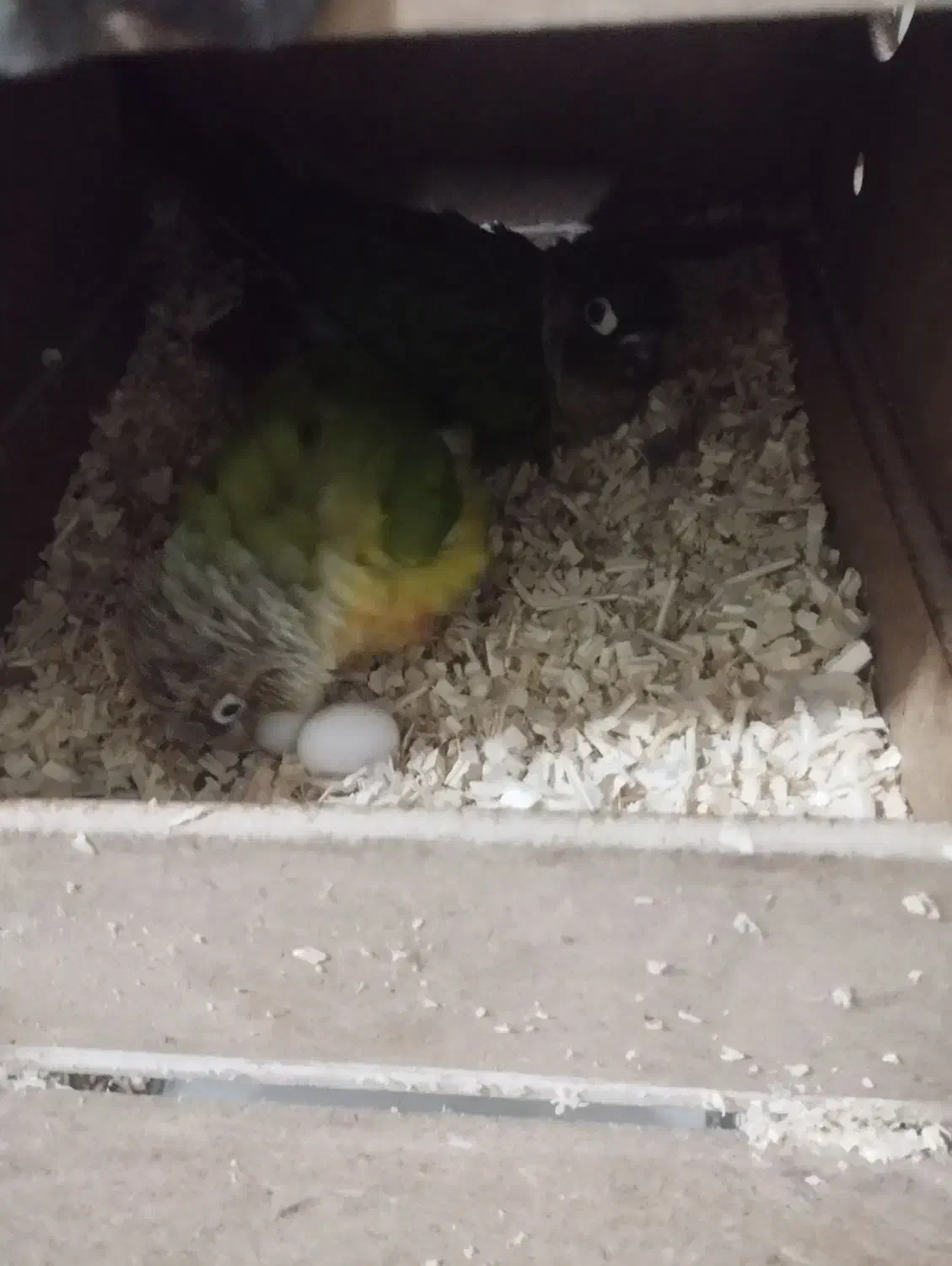 سالن طوطی راهب خورشیدی ملنگو گرین جوجه طوطی|پرنده|شهریار, شهرک وائین|دیوار