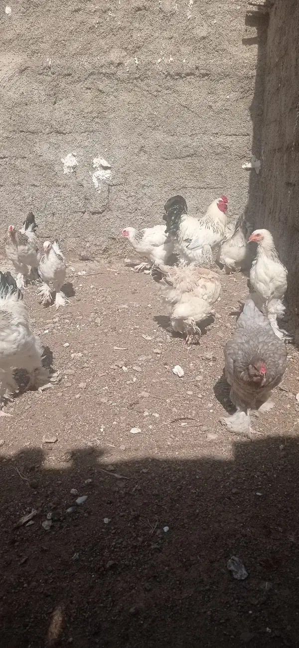 مرغ وخروس برهما و جوجه برهما|حیوانات مزرعه|آزادشهر, |دیوار