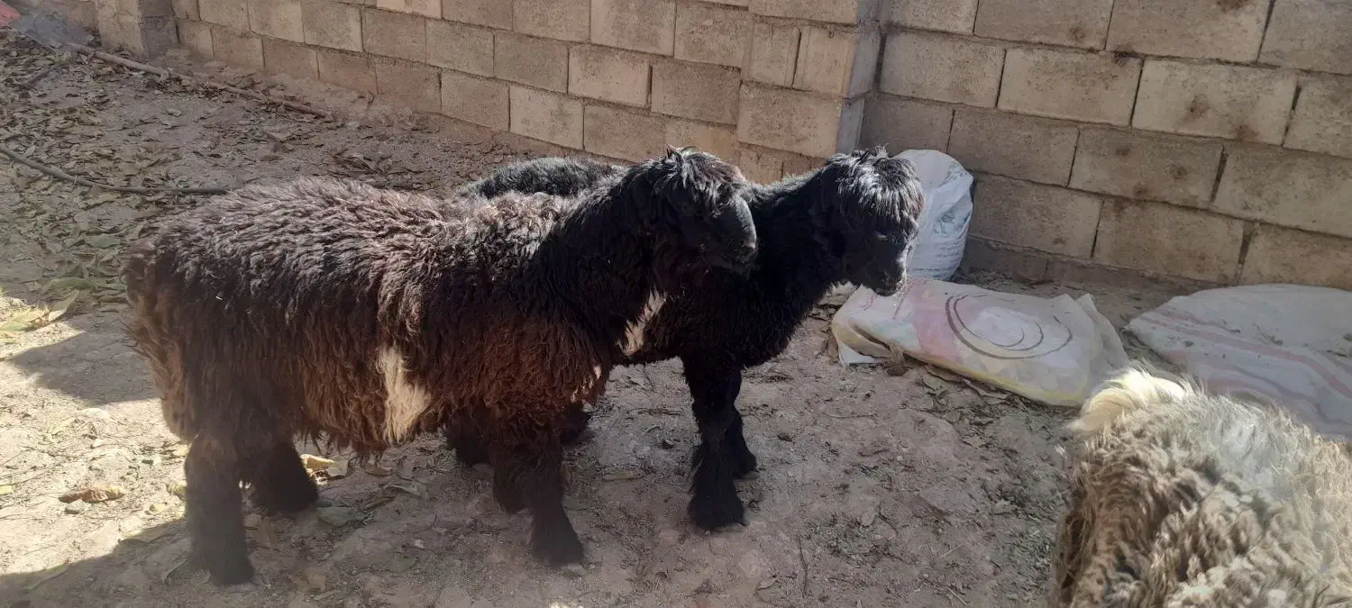 بره نر .داشتی|حیوانات مزرعه|فارسان, |دیوار