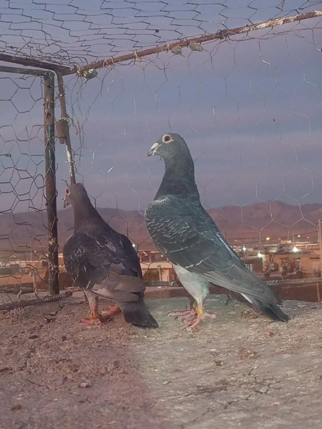 سبز مسافتی خورس لاری|پرنده|زاوه, |دیوار