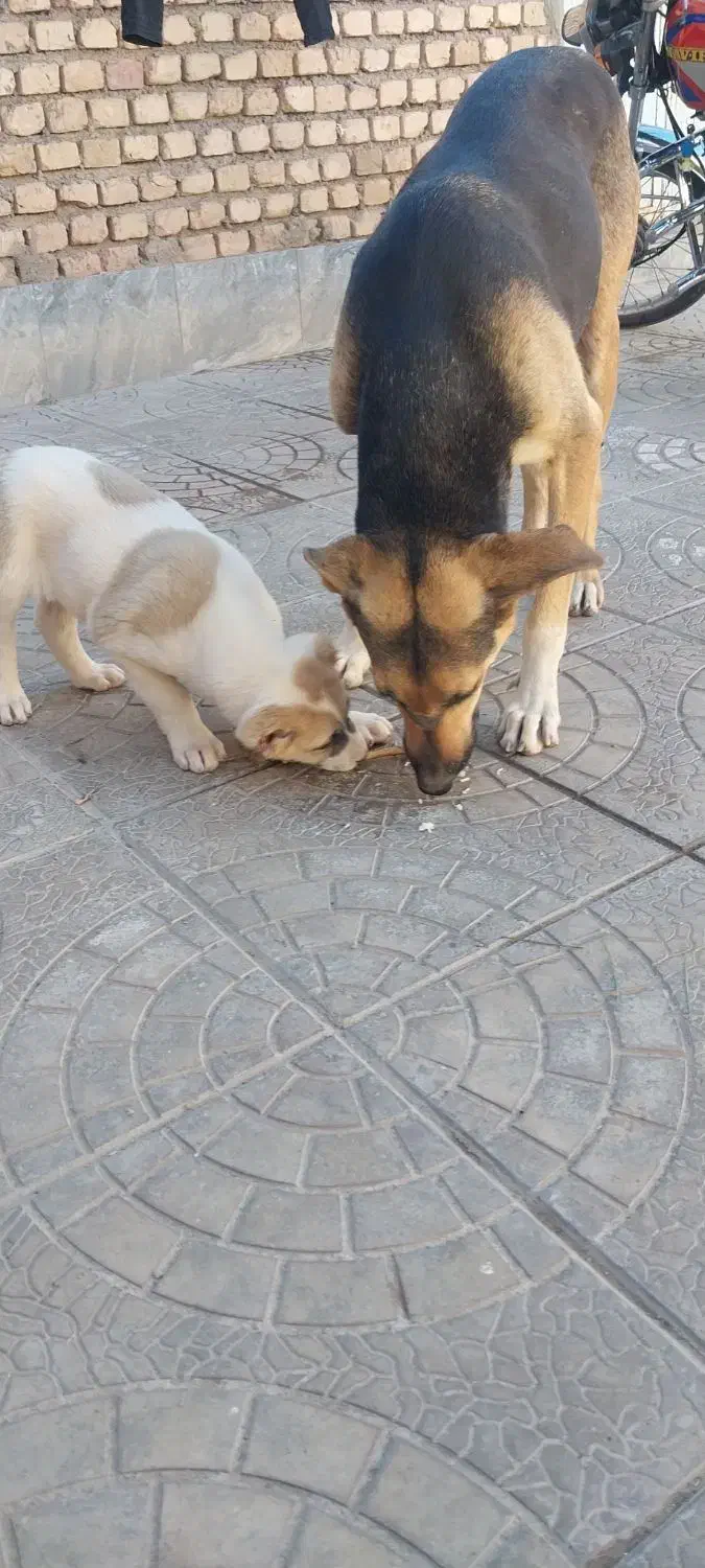 سگ ژرمن ماده ویه توله نر|سگ|کاشمر, |دیوار