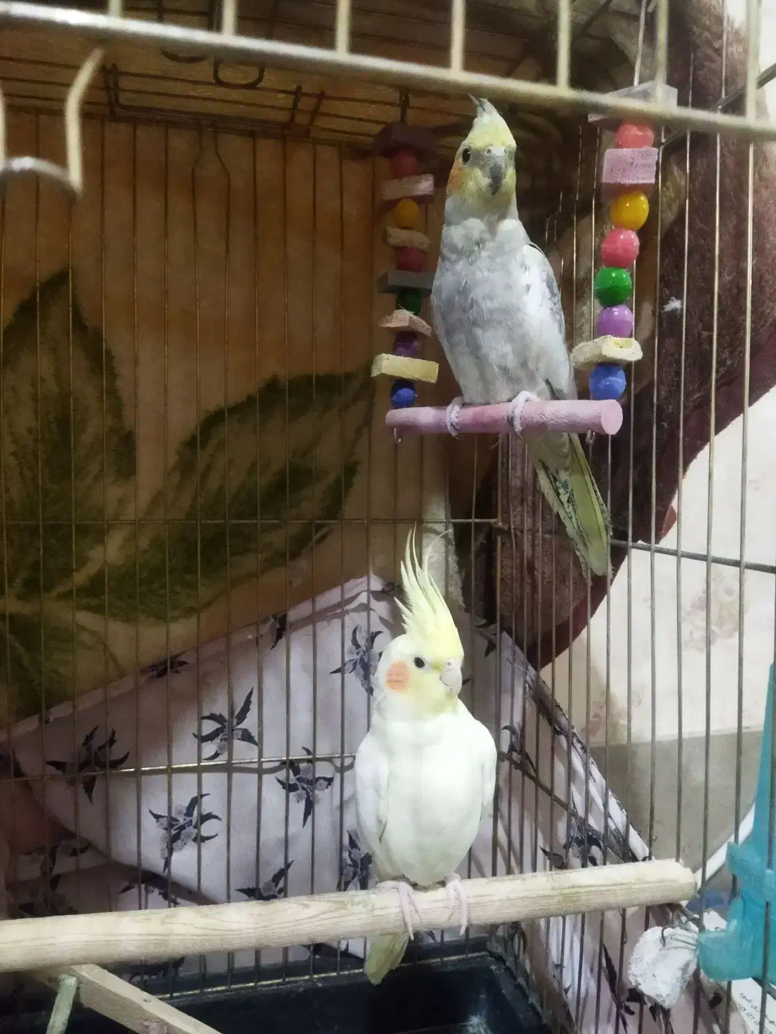 عروس هلندی|پرنده|قیدار, |دیوار