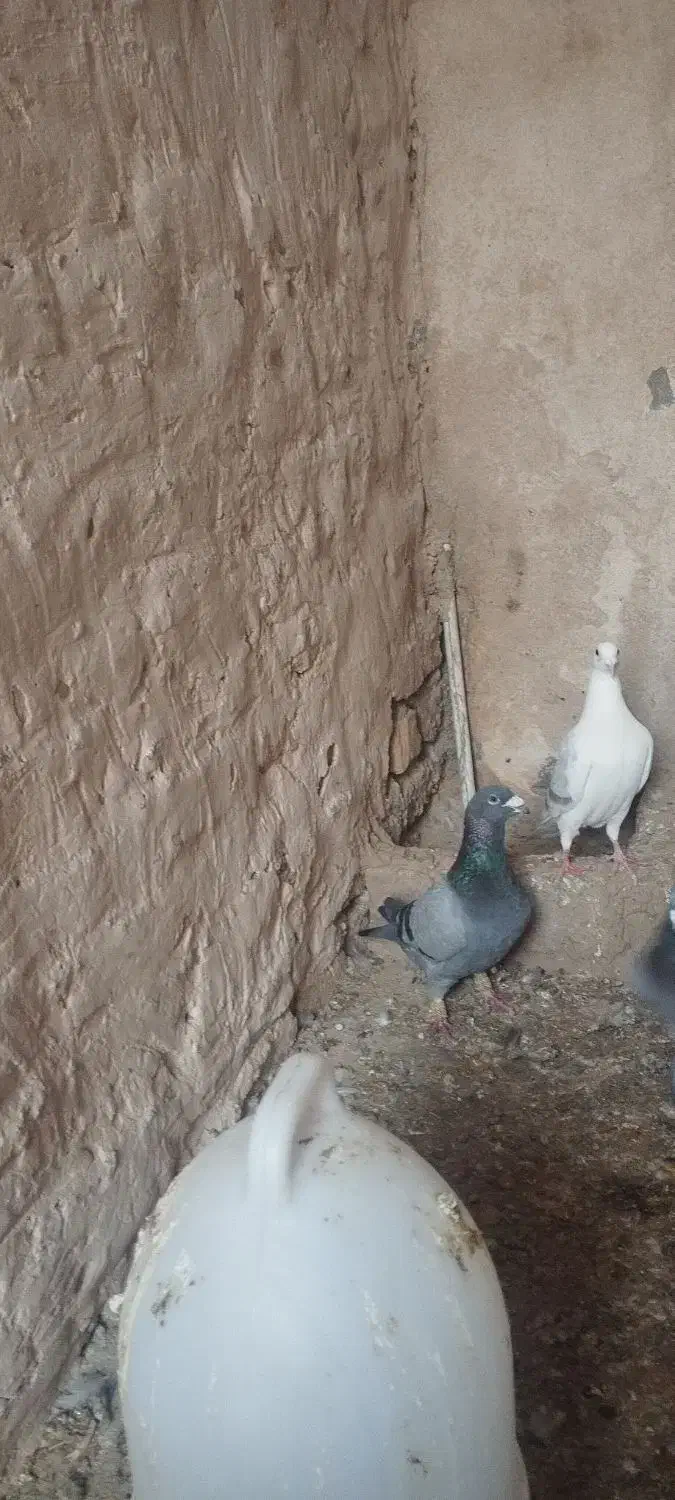 سبز نرر|پرنده|بجنورد, |دیوار