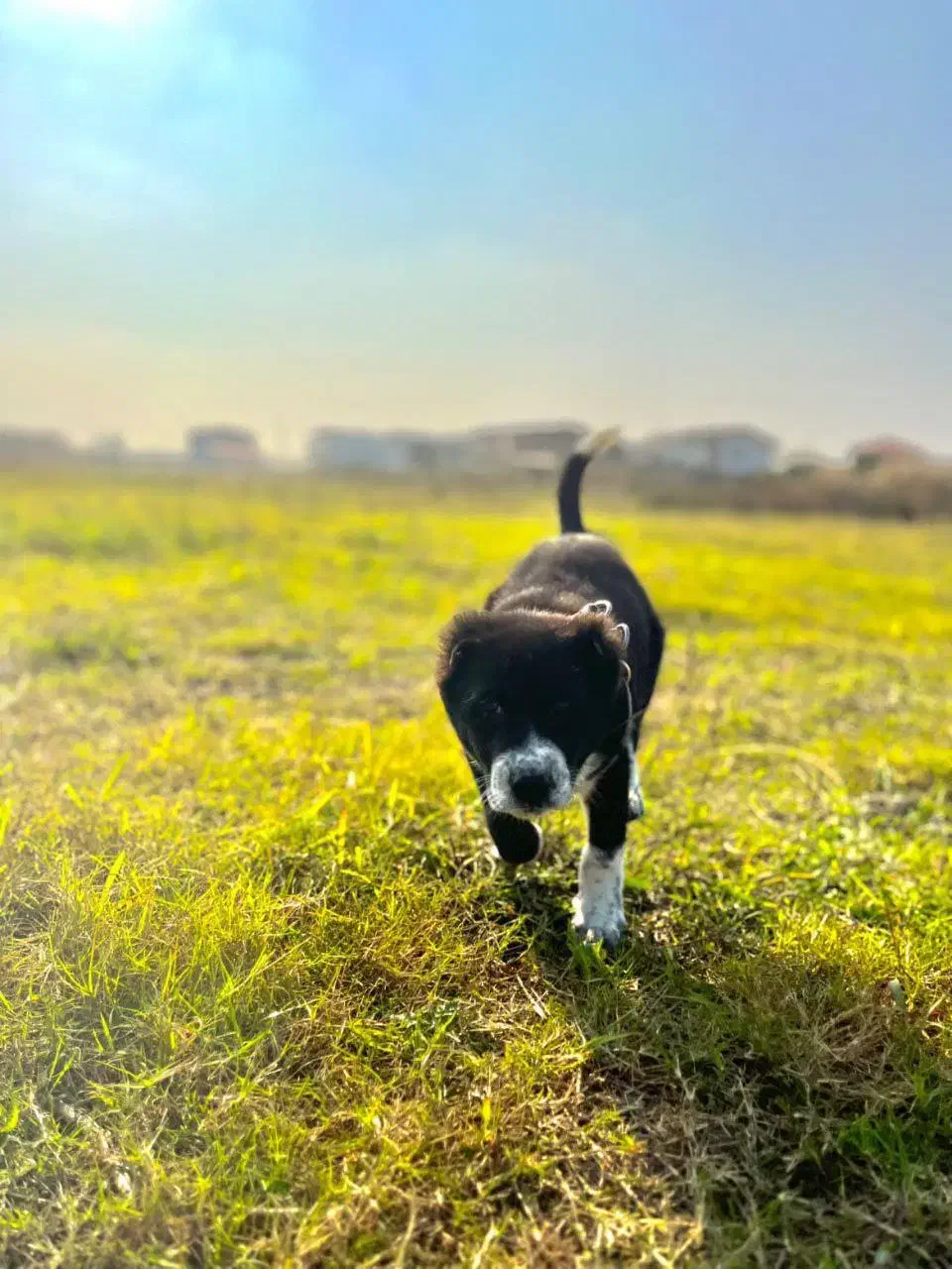 سگ سراب|سگ|قائم‌شهر, |دیوار