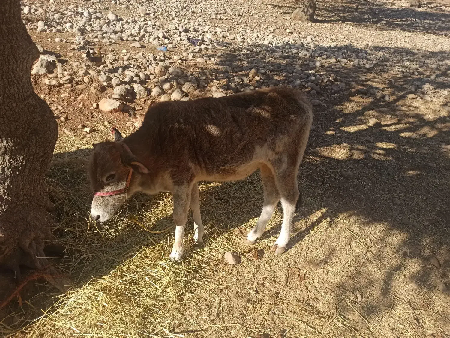 گاو|حیوانات مزرعه|لوداب, |دیوار