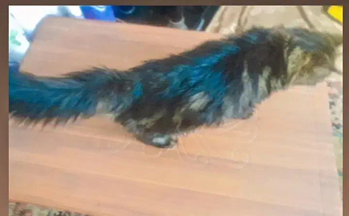 واگزاری گربه نر سیبرین باهوش|گربه|بیرجند, |دیوار