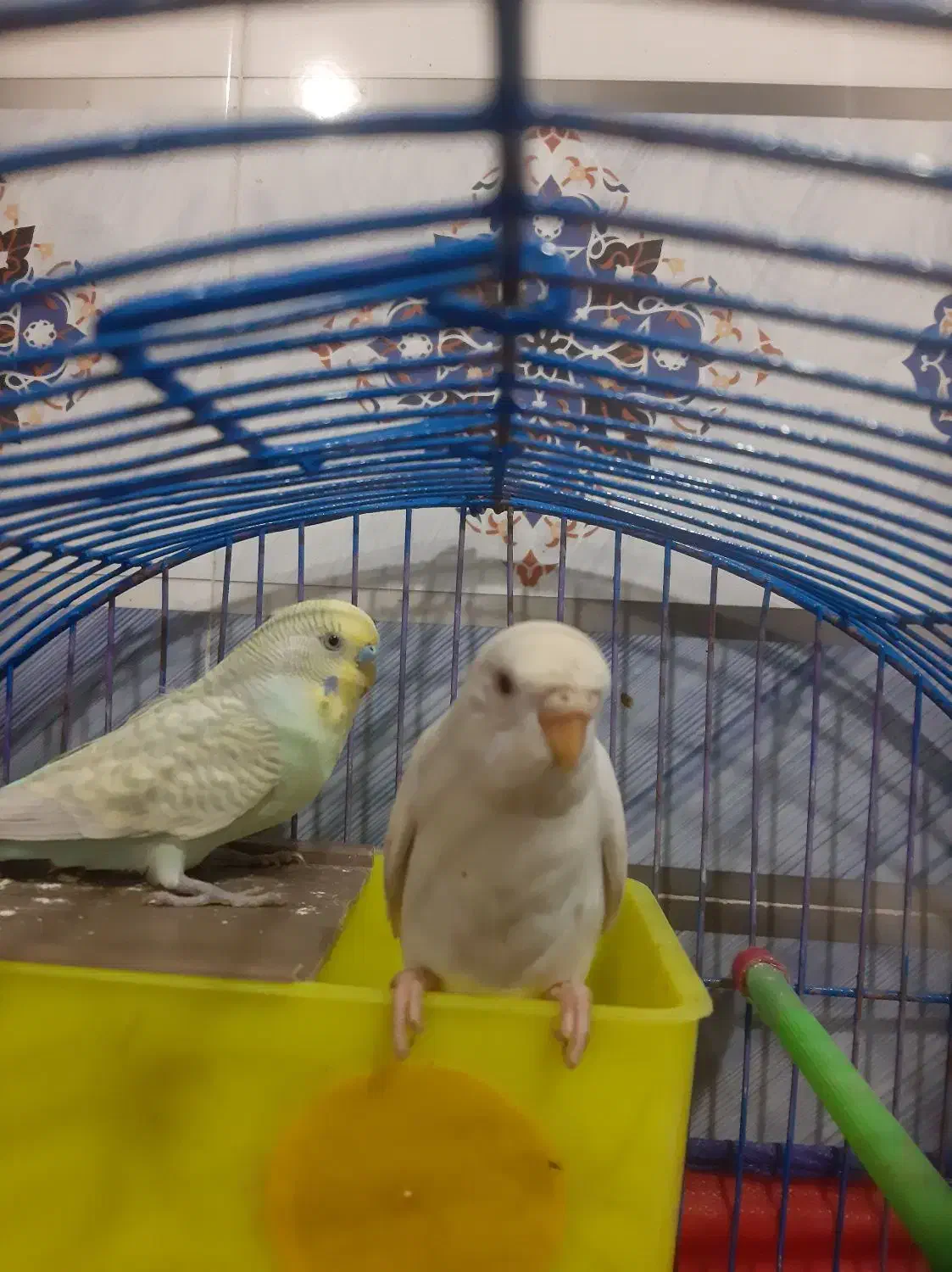 مرغ عشق|پرنده|کارون, |دیوار