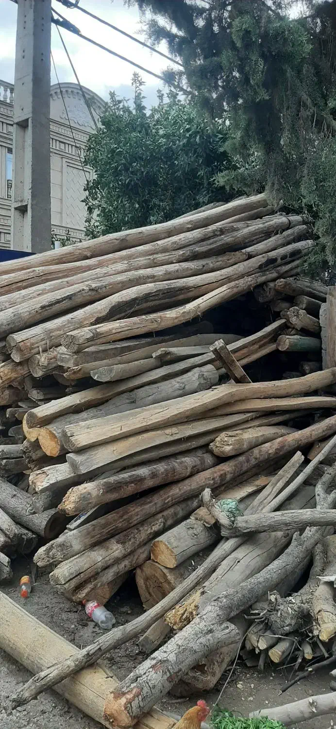 خریدار چوب تر و خشک|خدمات باغبانی و درختکاری|پارسآباد, |دیوار