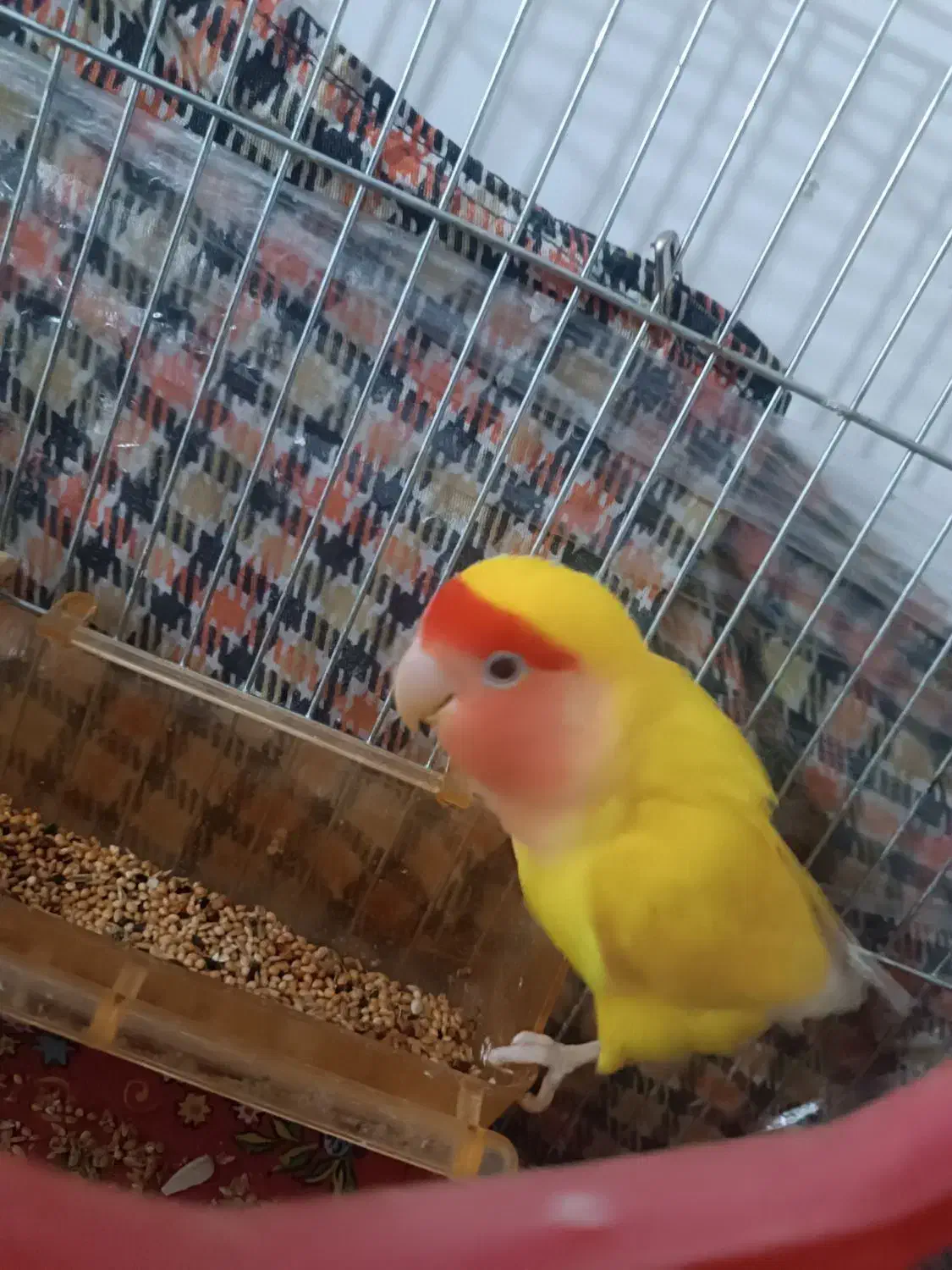 کوتوله برزیلی|پرنده|هوراند, |دیوار