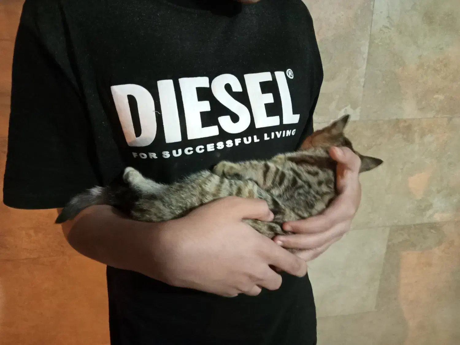 معاوضه بچه گربه ماده|گربه|قم, پردیسان|دیوار