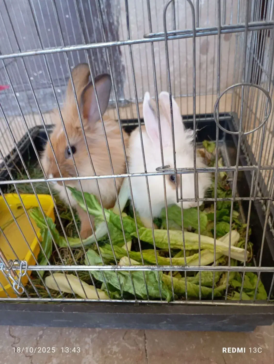 دوتا خرگوش نروماده باقفس|موش و خرگوش|سنندج, |دیوار