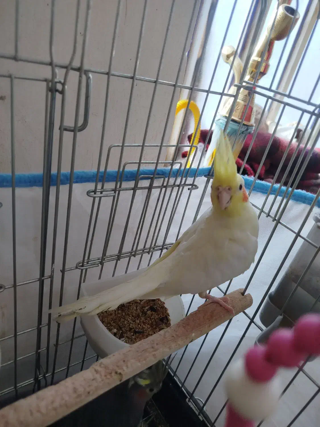 عروس هلندی جفت|پرنده|شادگان, |دیوار