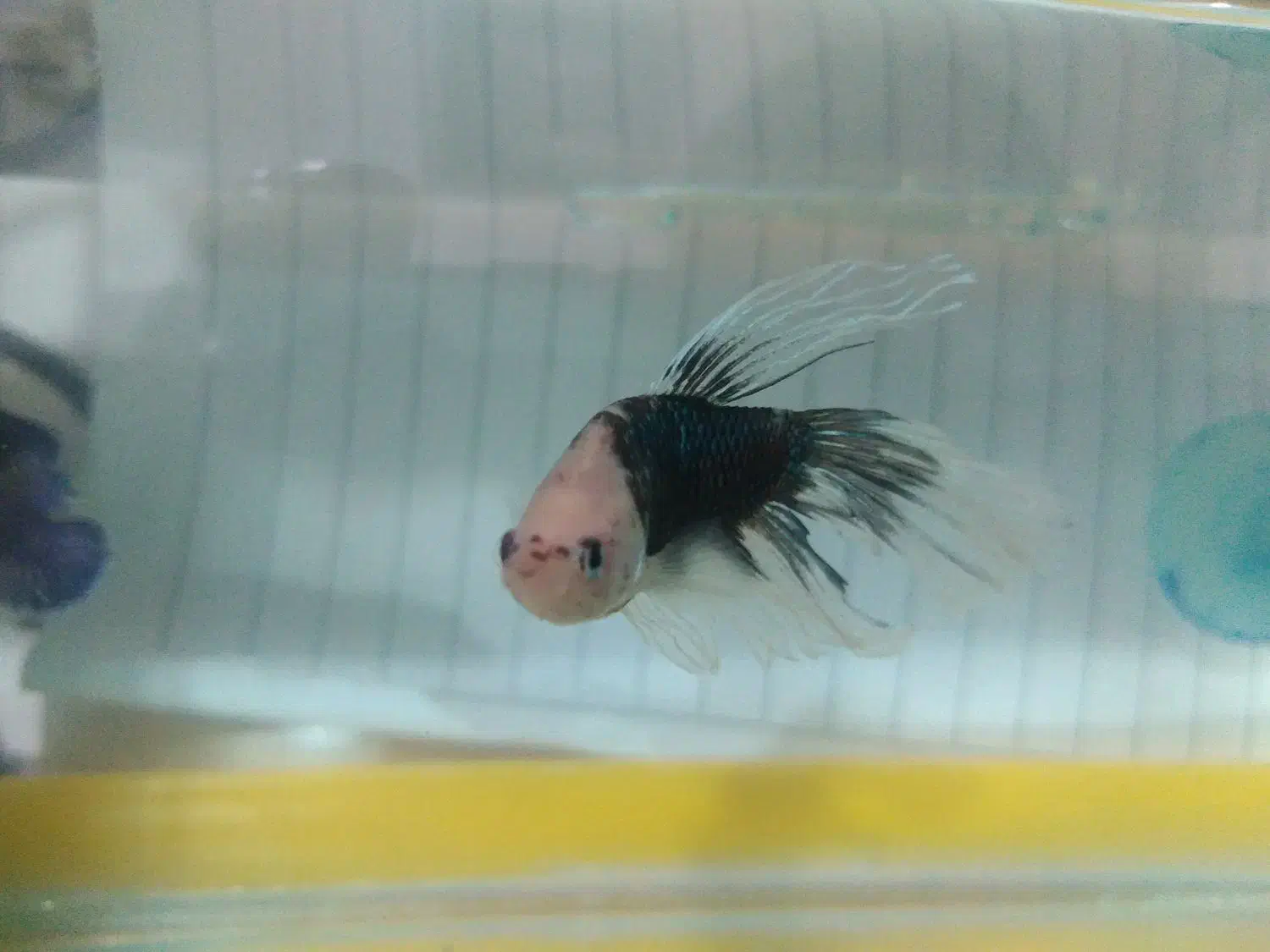 ماهی فایتر|ماهی|قم, نخودی|دیوار