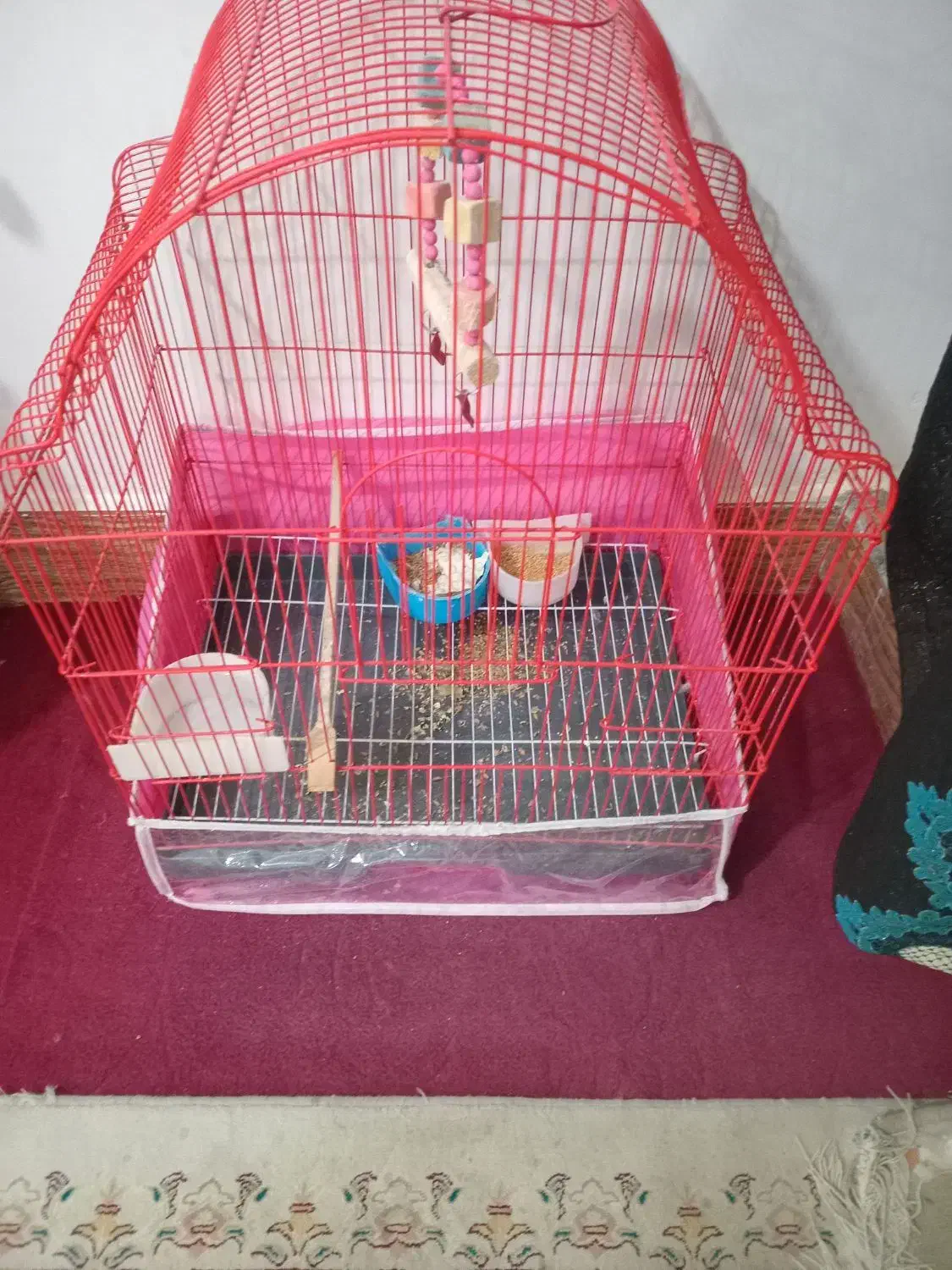 عروس هلندی|پرنده|تبریز, |دیوار