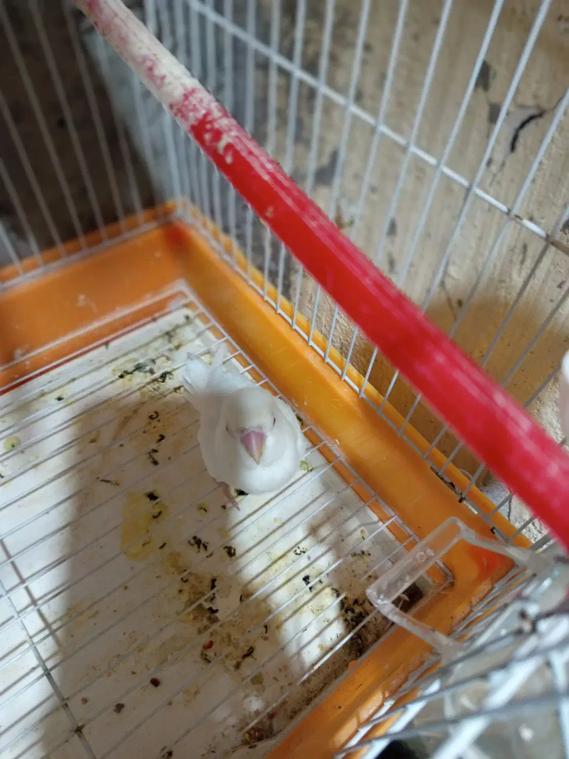 سلام یک عدد کوتوله سفید ماده چشم قرمز بفروش میرسد|پرنده|کنارک, |دیوار