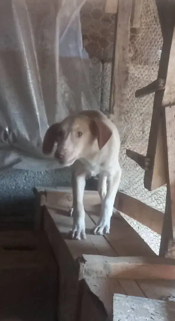 توله پوینتر شکاری|سگ|رودسر, |دیوار