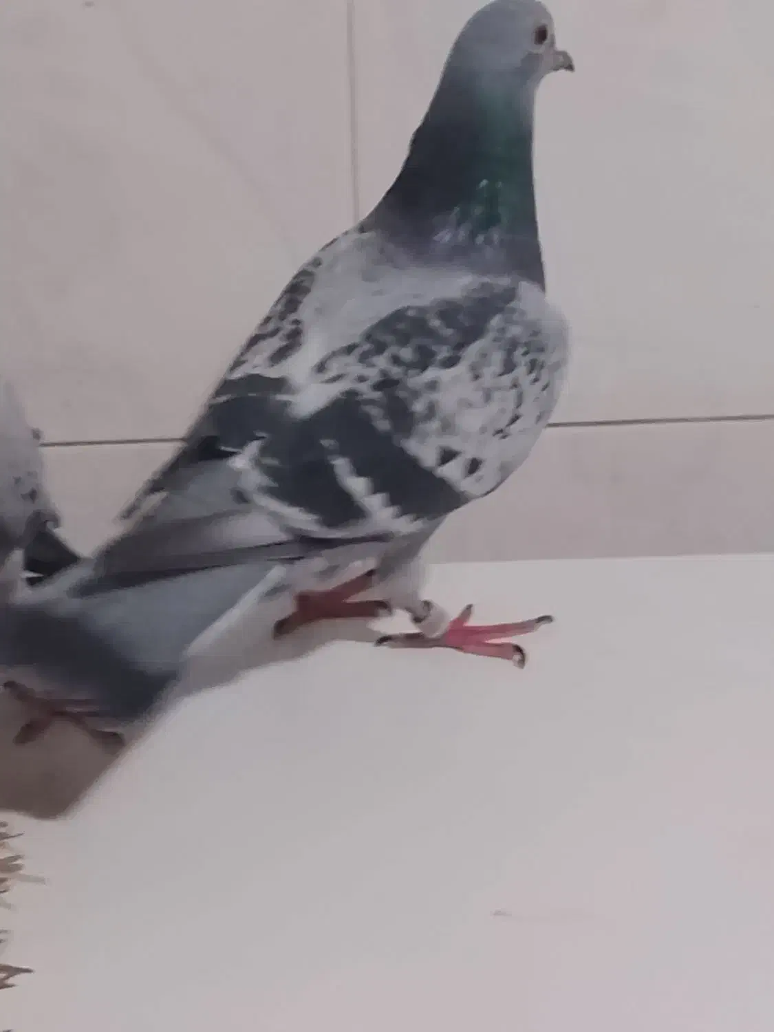 کبوتر|پرنده|خورموج, |دیوار