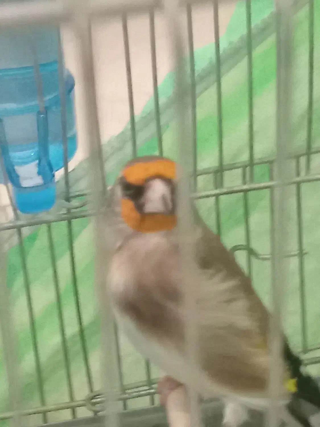 سهره دورگ کرمونی جوجه پارسال|پرنده|تهران, حر|دیوار