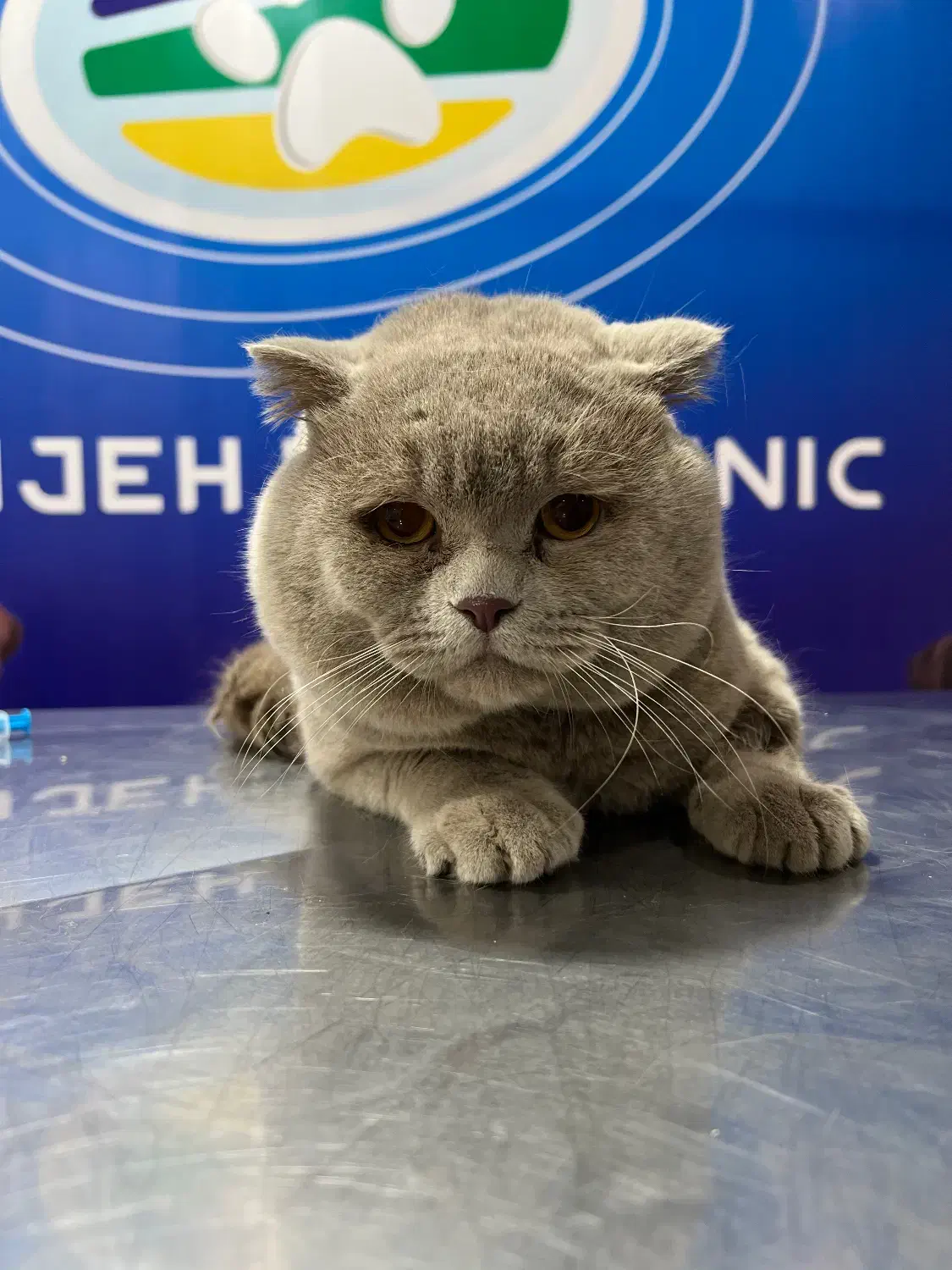 نر اسکاتیش فولد رنگ لیلاک یک و نیم ساله|گربه|اهواز, کیانپارس |دیوار