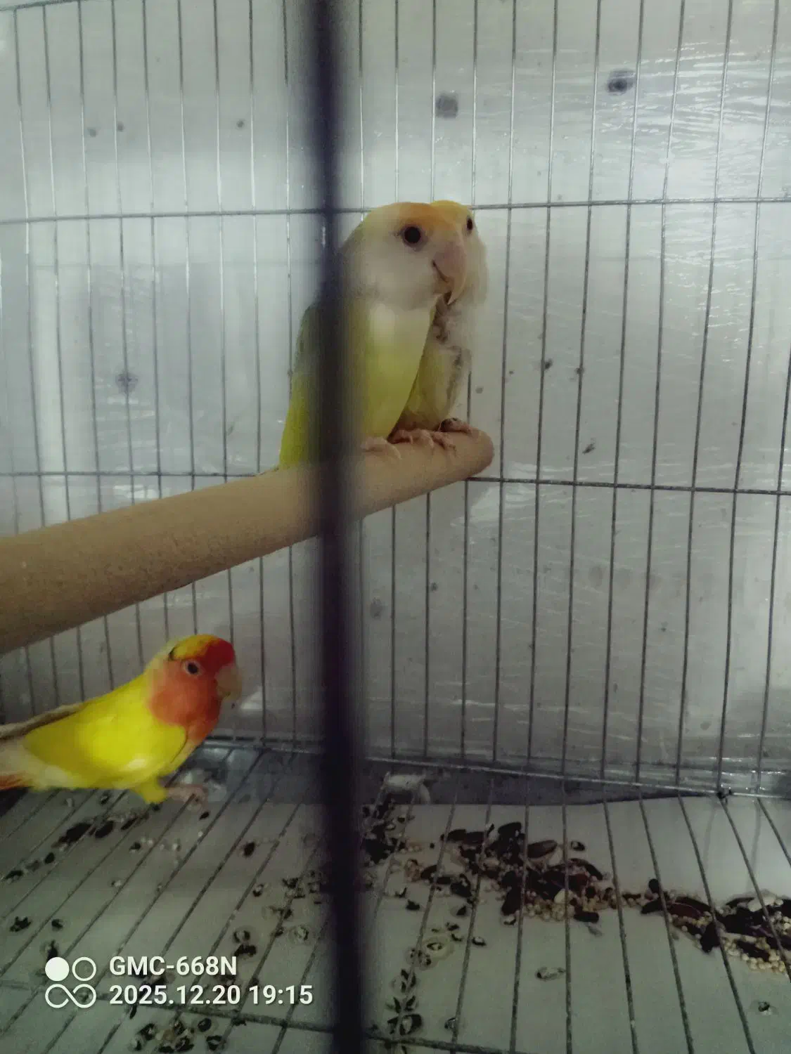 طوطی برزیلی نرو ماده ویک عدد جوجه|پرنده|قرچک, میرزائی جنوبی|دیوار