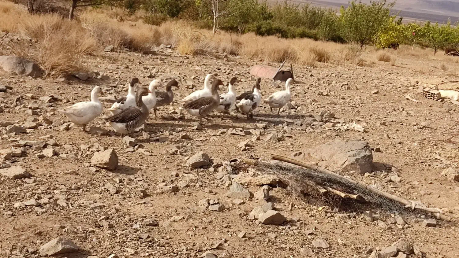 غاز نگهبان|حیوانات مزرعه|جیرفت, |دیوار