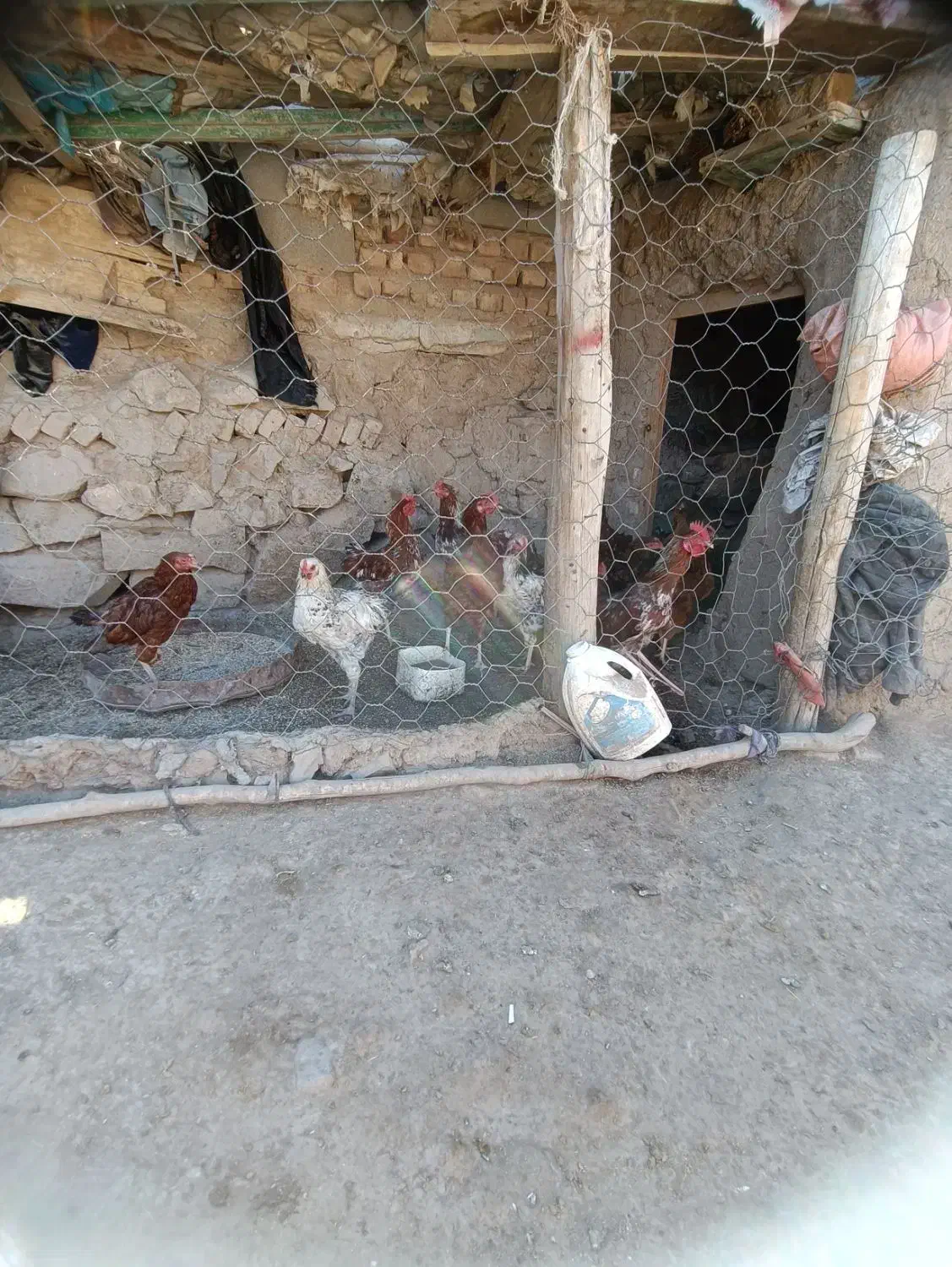 ده عدد خروس|حیوانات مزرعه|طاغنکوه, |دیوار