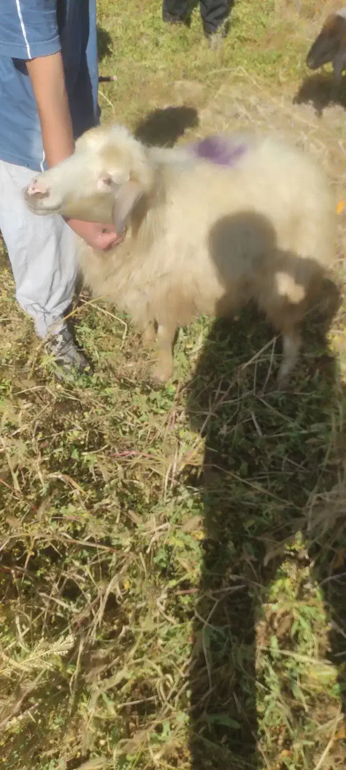 گوسفند|حیوانات مزرعه|صومای برادوست, |دیوار