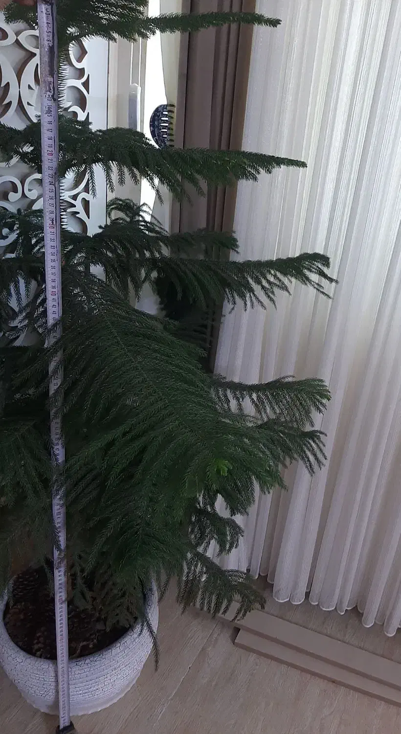 ۴۰۰۰۰۰۰تومان|گل و گیاه طبیعی|مرند, |دیوار