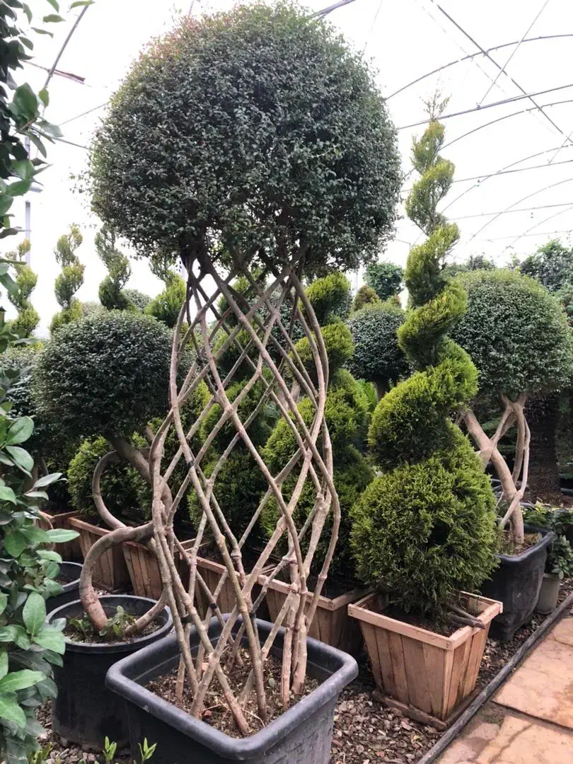 باغبانی کاشت گل و گیاه هرس ‌ سم پاشی|خدمات باغبانی و درختکاری|چهارباغ, |دیوار