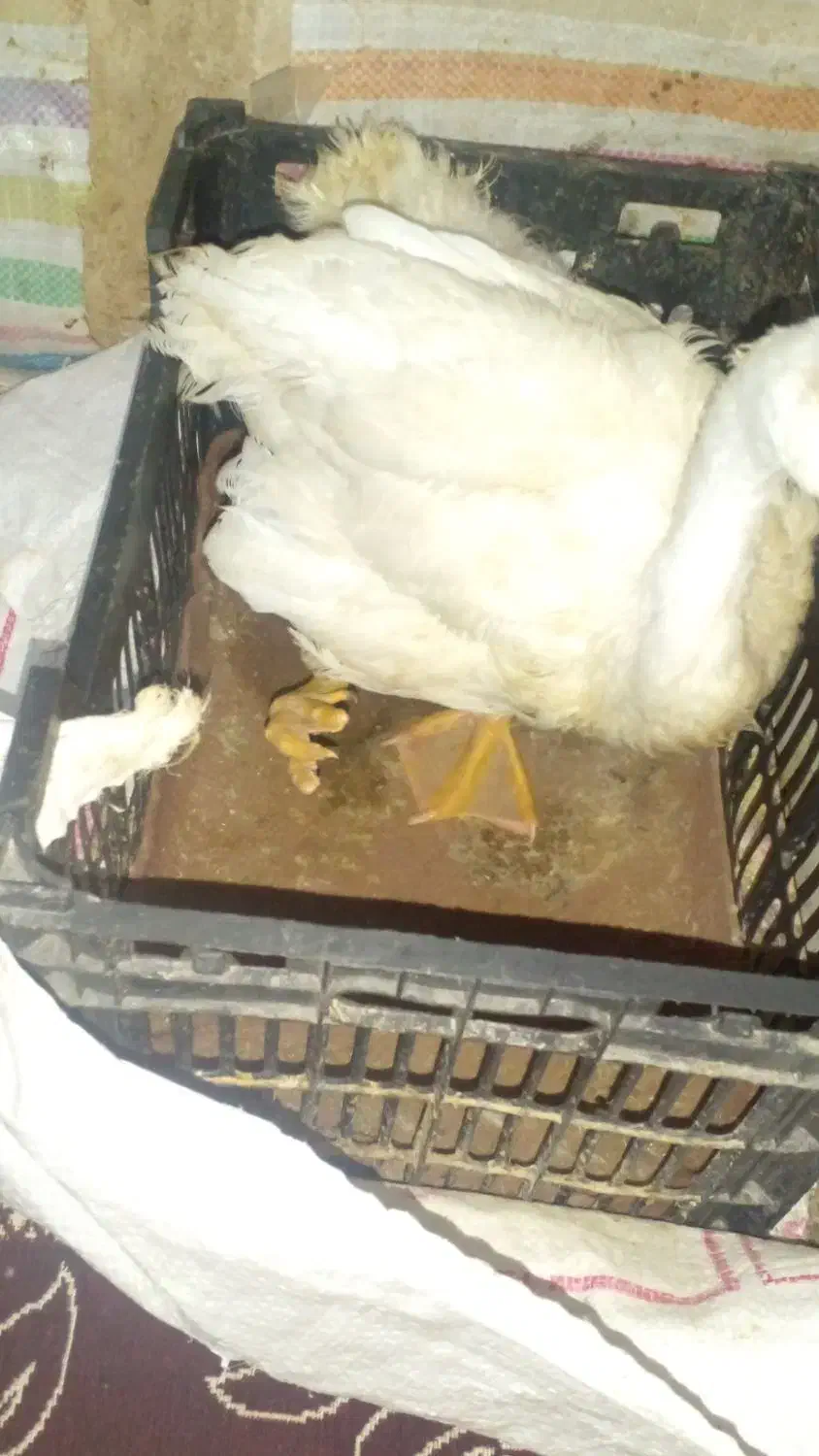 قوغاز|حیوانات مزرعه|آبادان, |دیوار