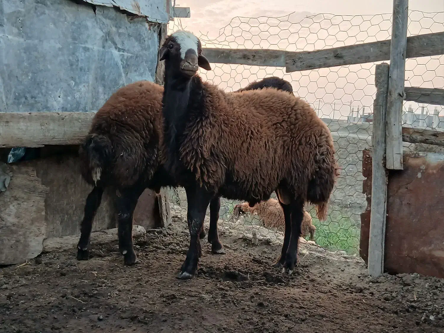 یکعددبرهقوچ|حیوانات مزرعه|گمیشان, |دیوار