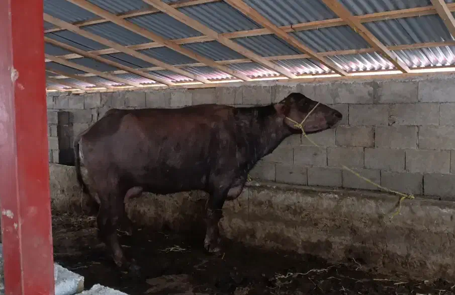 گاومیش دورگ چاق اماده کشتار|حیوانات مزرعه|رضوانشهر, |دیوار